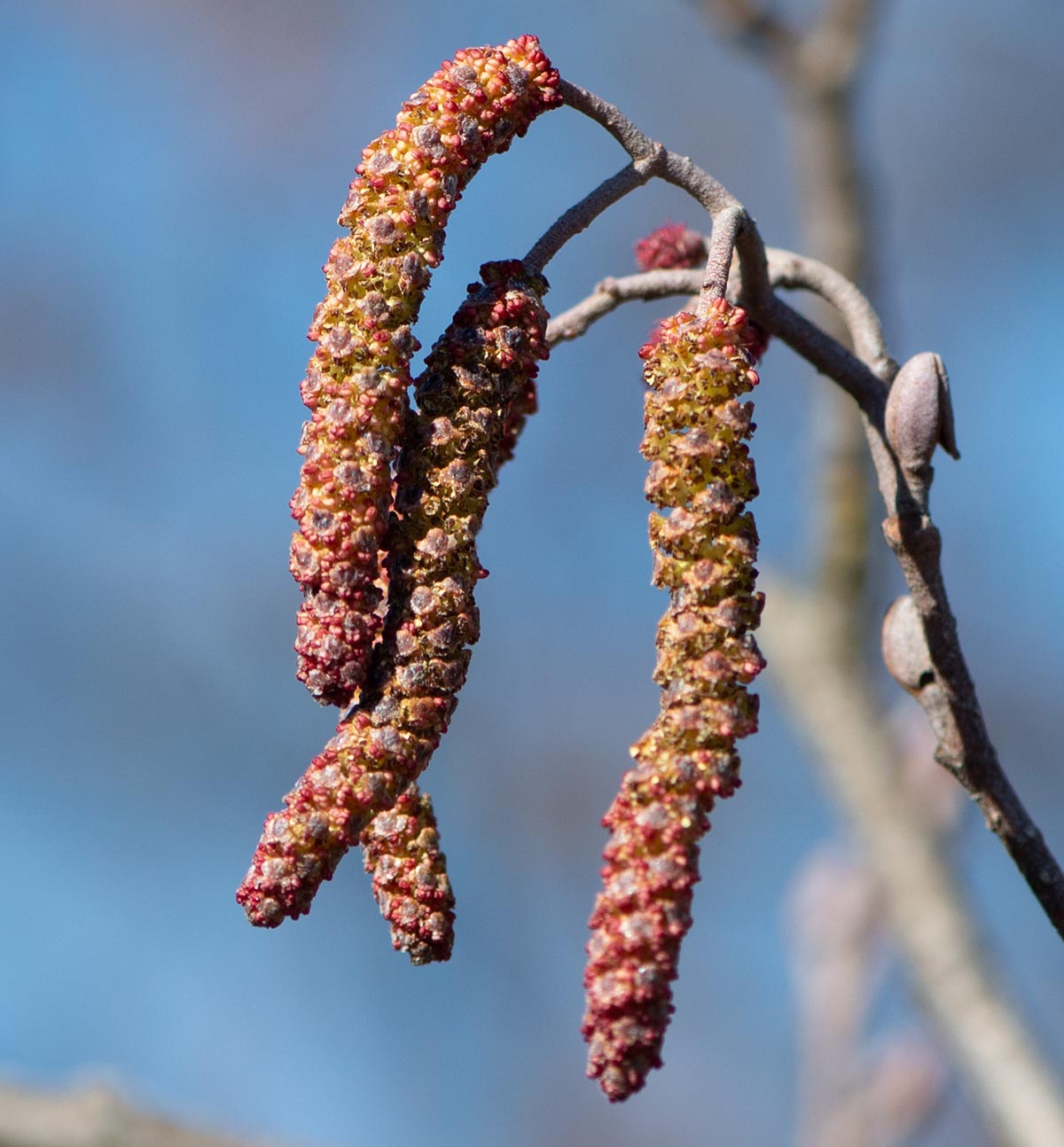 Kätzchen und Knospen